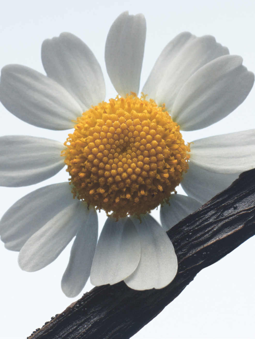 Chamomile & Vanilla