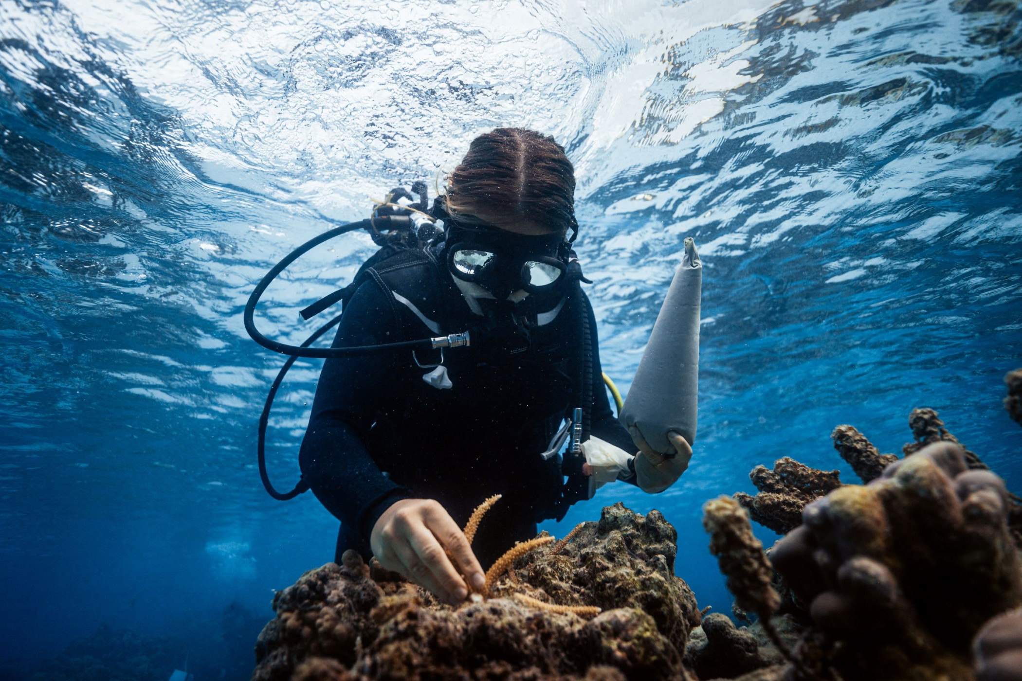 Coral Gardeners