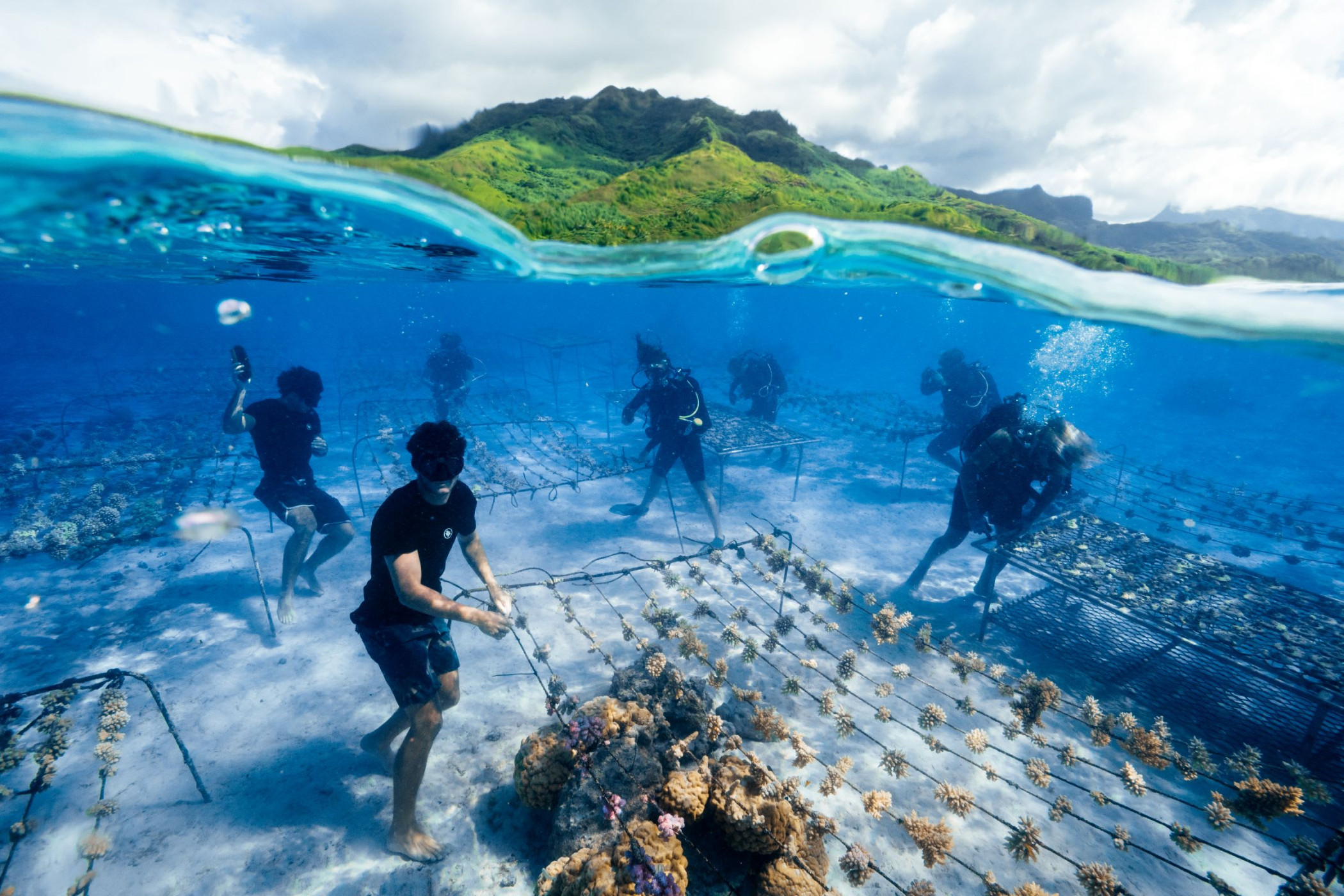 Coral Gardeners