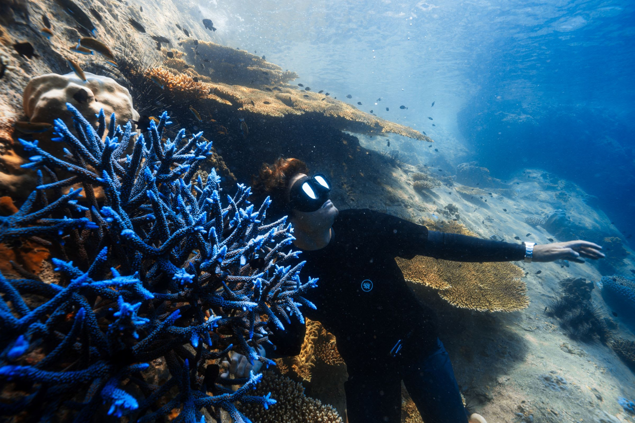 Coral Gardeners