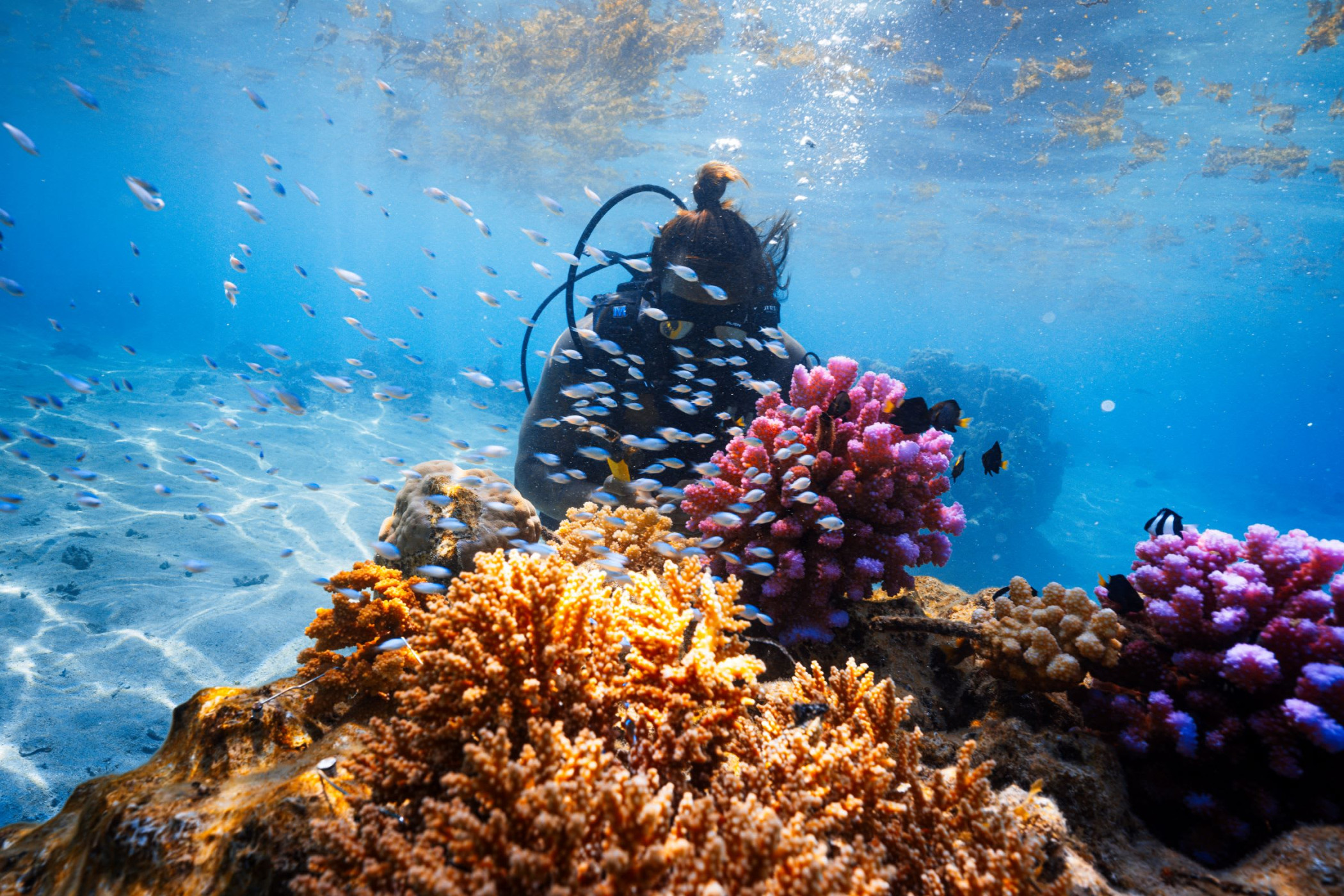 Coral Gardeners
