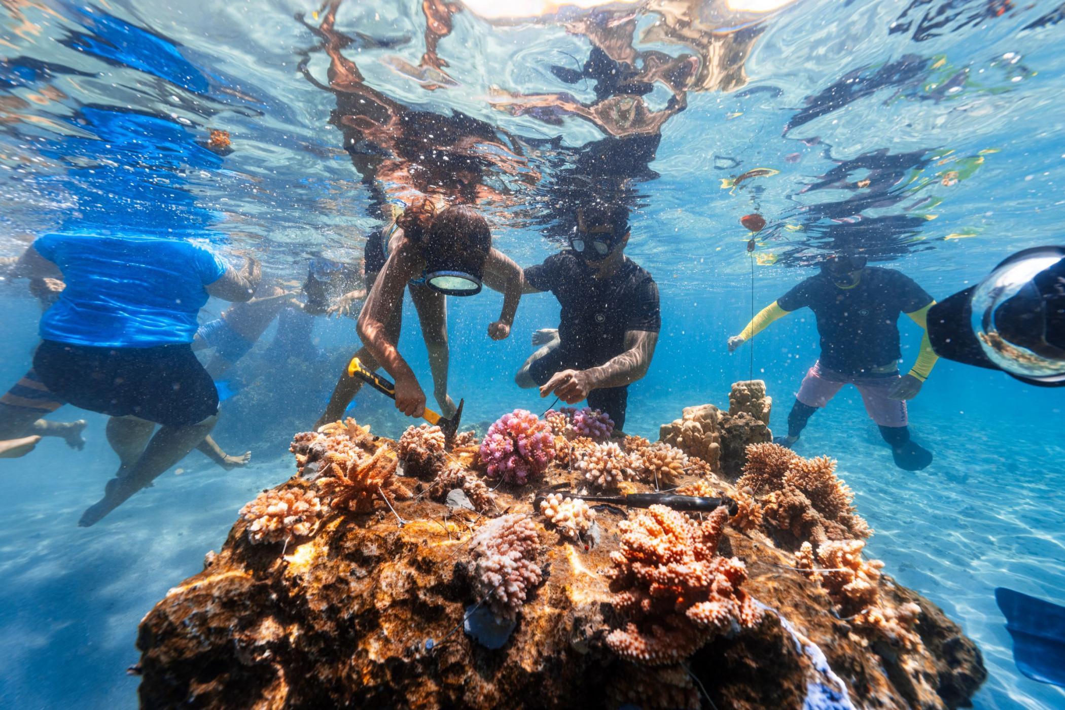 Coral Gardeners